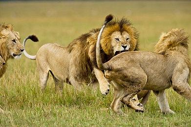 至多 40 人的生存动作竞速，《一鹅当先》正式公开！免费游玩，预计于 9 月上线！